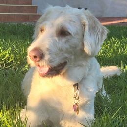 Yumi - Labradoodle