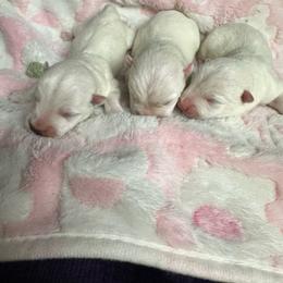 Boy 1 - White male West Highland White Terrier puppy in Scurry, Texas from Karen Williams's West Highland White Terriers