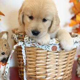Mr Blue - Golden male Golden Retriever puppy in Overton, Nevada from Sinfully Sweet Kennel
