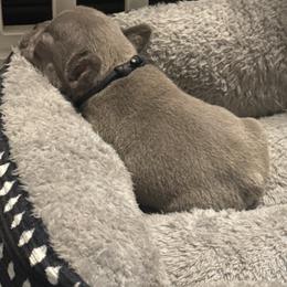 Jerry - Blue fawn male French Bulldog puppy in Success, Missouri from Salty Pawz Kennel LLC
