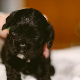 Sushi - Black female Cocker Spaniel puppy in Fresno, California from Carvajal Cockers