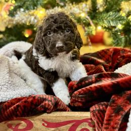 Vixen - Parti female Labradoodle puppy in Candler, North Carolina from Maple Bakin’ Doodles