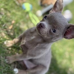 Chihuahua Puppies from Cloud9 Chihuahuas