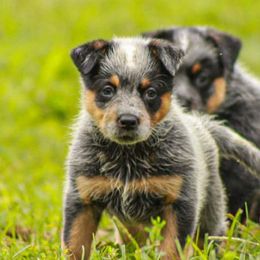 American Corgis, Australian Cattle Dogs, Miniature Australian Shepherds, and Pembroke Welsh Corgis from BarHigh711