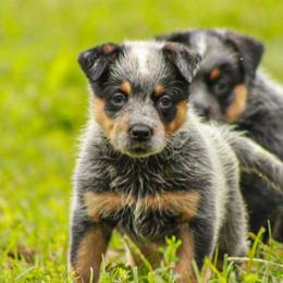 American Corgis, Australian Cattle Dogs, Miniature Australian Shepherds, and Pembroke Welsh Corgis from BarHigh711