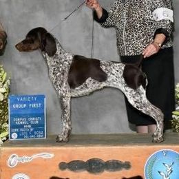 Hailey - German Shorthaired Pointer