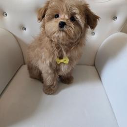Rocky - Apricot male Maltipoo puppy in Washington from Mt.BakerPoodles&Doodles