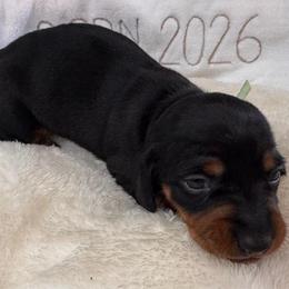 Daphne - Black and tan female Dachshund puppy in Wallingford, Kentucky from Hensley Homestead Dachshunds
