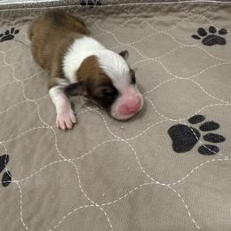 Green - Sable male Pembroke Welsh Corgi puppy in Eltopia, Washington from PNW Pup Co.