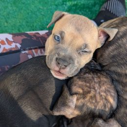 Megaman - Blue fawn male American Staffordshire Terrier puppy in Hohenwald, Tennessee from AptiBull Terriers
