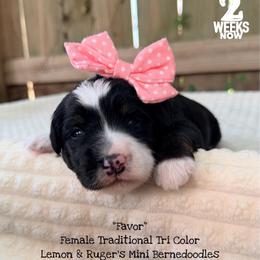 Favor - Tri-color female Bernedoodle puppy in Orange, Texas from Walk with Me Doodles