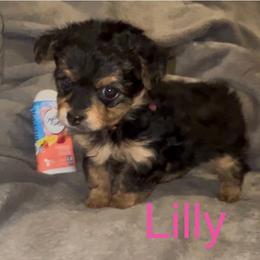 Lilly - Black & tan tri-color female Morkie puppy in Seneca, Missouri from M.Y. Morkies and Yorkies