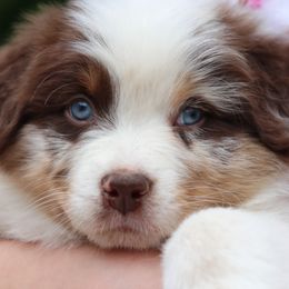 Australian Shepherds from Apple Ridge AKC Aussies