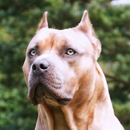 Valkyrie - American Bully