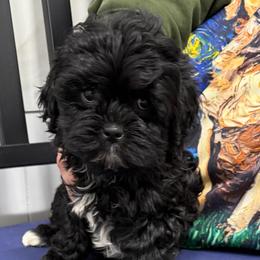 Leilani - Black female Shihpoo puppy in Colonial Beach, Virginia from BeachRidge Pups