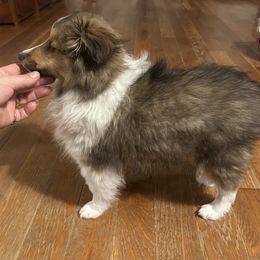 Shetland Sheepdog Puppies from Brandy Stratton