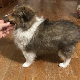 Shetland Sheepdog Puppies from Brandy Stratton