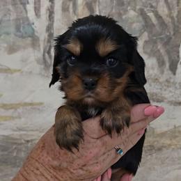 Flopsy - Black and tan female Cavalier King Charles Spaniel puppy in Las Cruces, New Mexico from Moongate Cavaliers