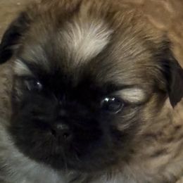 Shih Tzu Puppies from shihtzudynasty Pings Dynasty