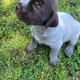 Wirehaired Pointing Griffon puppies from Agassiz Griffons Glendale AZ