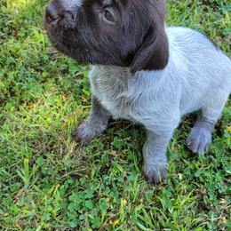 Wirehaired Pointing Griffon puppies from Agassiz Griffons Glendale AZ