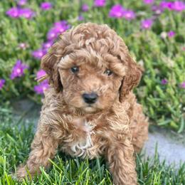 Justice - Red  female Poodle puppy in Herriman, Utah from Shaggy Mountain Pups LLC