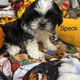 Speck - Black and white male Shih Tzu puppy in Conway, Missouri from Hillside Loop Kennel LLC