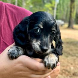 Rose AKC HEALTH GUARANTEE - Brindle female Dachshund puppy in El Dorado, Arkansas from LovelylilDoxies