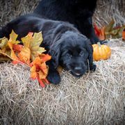 American Hairless Terrier and Flat-Coated Retriever Puppies from Inspired Flat-Coated Retrievers and American Hairless Terriers