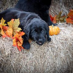 American Hairless Terrier and Flat-Coated Retriever Puppies from Inspired Flat-Coated Retrievers and American Hairless Terriers