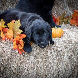 American Hairless Terrier and Flat-Coated Retriever Puppies from Inspired Flat-Coated Retrievers and American Hairless Terriers