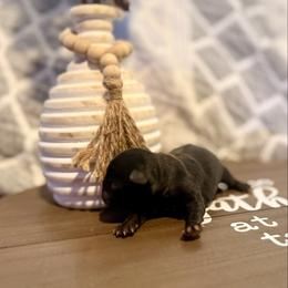 Basil Boone - Silver male Pug puppy in Smiths Station, Alabama from Magnolia Pugs