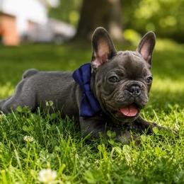 Yoda - male French Bulldog puppy in Bath, Michigan from Bailey Family Frenchies
