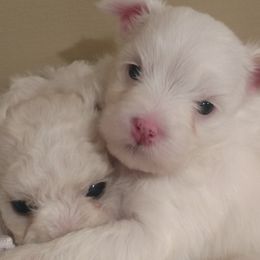 Maltipoos from Maltipoo Mn