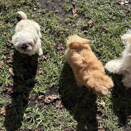 Shih Tzu Puppies from Shih-tzu Dynasty