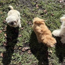 Shih Tzu Puppies from Shih-tzu Dynasty