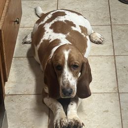 Basset Hound Puppies from Mitty’s Alabama Pomeranians & Bassets