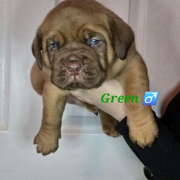 Green - Red male Dogue de Bordeaux puppy in Michigan from Boondocks Bordeaux