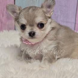 Candy - Merle female Chihuahua puppy in Bowdon, Georgia from Paschal's Pups