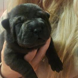 Girl 1 - Black sable female Chinese Shar-Pei puppy in Rome, Pennsylvania from Maynard Hills Chinese Sharpeis