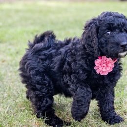 Omelet - Black and white Bernedoodle puppy in Columbus, Georgia from Woofington Place Doodles