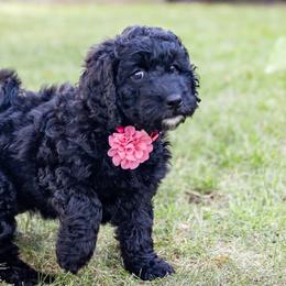 Omelet - Black and white Bernedoodle puppy in Columbus, Georgia from Woofington Place Doodles