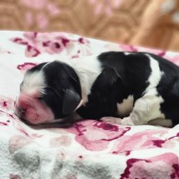 Twix - Black and white female English Springer Spaniel puppy in Westover, Maryland from Sterling's springer Haven
