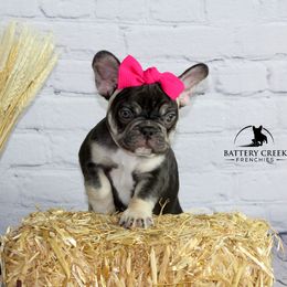 French Bulldog Puppies from Battery Creek Frenchies