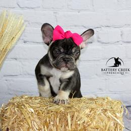 French Bulldog Puppies from Battery Creek Frenchies