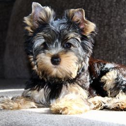 Yorkshire Terrier Puppies from Diamond in a Rough Yorkies