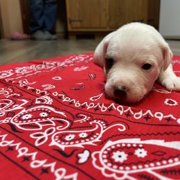 Jack Russell Terrier Puppies from Kilgus Jack Russell Terriers