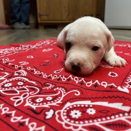 Jack Russell Terrier Puppies from Kilgus Jack Russell Terriers