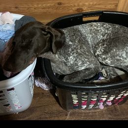 German Shorthaired Pointers and Labradoodles from Shining D Ranch