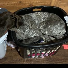 German Shorthaired Pointers and Labradoodles from Shining D Ranch